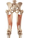 The adductor magnus Royalty Free Stock Photo