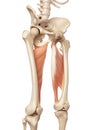 The adductor magnus Royalty Free Stock Photo