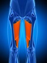 The adductor magnus Royalty Free Stock Photo