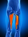 The adductor magnus Royalty Free Stock Photo