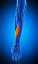 The adductor pollicis longus Royalty Free Stock Photo