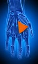 The adductor pollicis Royalty Free Stock Photo