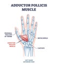 Adductor pollicis muscle with hand or palm skeletal system outline diagram