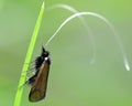 Adela reaumurella longhorn moth