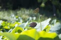 Adelaide Botanic Garden - Lotus Pond