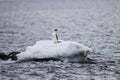 Adele penguin poses on top of small ice floe