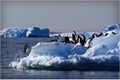 Adele Penguins Jumping Royalty Free Stock Photo