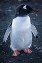 Gentoo penguin