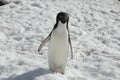 Adelie penguin