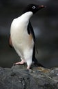 Adelie Penguin Royalty Free Stock Photo