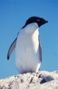 Adelie Penguin Royalty Free Stock Photo