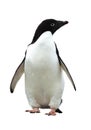 Adelie Penguin Royalty Free Stock Photo