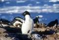 Adelie penguin