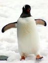 Adelie penguin