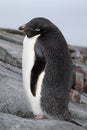 Adelie penguin, Antarctia Royalty Free Stock Photo