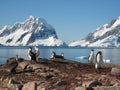 Adelie penguin and Antarctic shags at Petermann Is Royalty Free Stock Photo