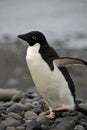 Adelie Penguin Antarctica Royalty Free Stock Photo