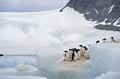 Adelie Penguin Antarctica Royalty Free Stock Photo