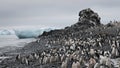 Adelie penguin in Antarctica Royalty Free Stock Photo