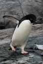 Adelie Penguin, Antarctica Royalty Free Stock Photo