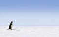 Adelie Penguin in Antarctica Royalty Free Stock Photo