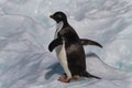 Adelie penguin, Antarctica Royalty Free Stock Photo