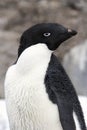 Adelie Penguin - Antarctica Royalty Free Stock Photo