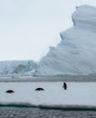 Adelie penguin in Antarctica surrounded by snow and ice. Global Warming and climate change concept. Royalty Free Stock Photo