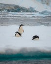 Adelie penguin in Antarctica surrounded by snow and ice with light snowfall in soft light. Standing on sea ice. Royalty Free Stock Photo