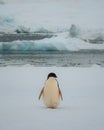 Adelie penguin in Antarctica surrounded by snow and ice with light snowfall in soft light. Standing on sea ice. Royalty Free Stock Photo