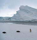 Adelie penguin in Antarctica surrounded by snow and ice with light snowfall in soft light. Standing on sea ice. Royalty Free Stock Photo