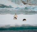 Adelie penguin in Antarctica surrounded by snow and ice with light snowfall in soft light. Standing on sea ice. Royalty Free Stock Photo