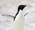 Adelie penguin - Antarctica Royalty Free Stock Photo