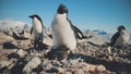 Adelie penguin antarctica wild coast camera view