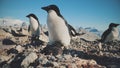 Adelie penguin antarctica wild coast camera view Royalty Free Stock Photo