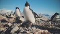 Adelie Penguin in Antarctica Wild Coast. Close-up View. Adult Bird