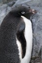 Adelie penguin, Antarctis Royalty Free Stock Photo