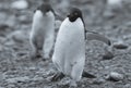 Adelie Penguin, Antartica Royalty Free Stock Photo