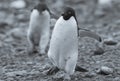 Adelie Penguin, Antartica