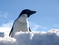 Adelie Penguin in Antartica Royalty Free Stock Photo