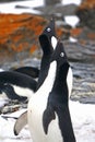 Adelie Penguin in Antartica Royalty Free Stock Photo