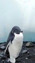 Adelie penguin on the beach by a chunk of ice Royalty Free Stock Photo