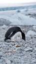 Adelie penguin on the beach by chunks of ice Royalty Free Stock Photo