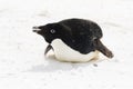 An Adelie Penguin on it belly with snow in its mouth