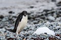 Adelie Penguin with blue eyes and an intense focused look on a rocky beach, Turret Point, King George Island, South Shetland Islan