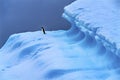 Adelie Penguin Blue Iceberg Closeup Charlotte Bay Antarctica