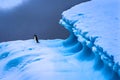 Adelie Penguin Blue Iceberg Closeup Charlotte Bay Antarctica