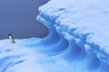 Adelie Penguin Blue Iceberg Closeup Charlotte Bay Antarctica