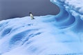 Adelie Penguin Blue Iceberg Closeup Charlotte Bay Antarctica