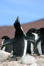 Adelie Penguin calls for a mate in Antarctica